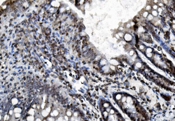 REA/PHB2 Antibody (monoclonal, 2B5)