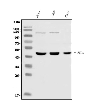 Cbx8 Antibody (monoclonal, 8G7)