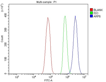 ARF6 Antibody