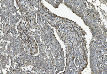 Caspase-9/CASP9 Rabbit Polyclonal Antibody