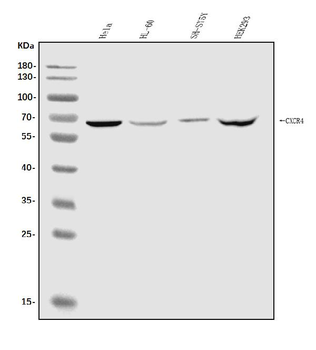 CXCR4 Antibody