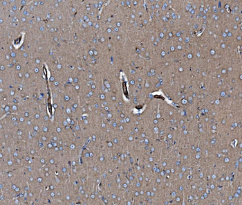 EHD3 Antibody