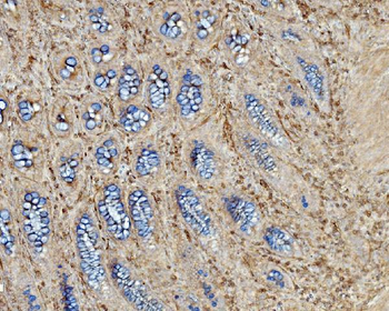 EHD3 Antibody