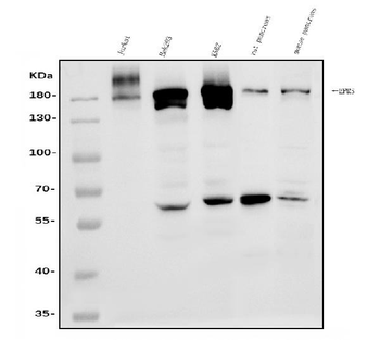 EPRS1/PARS Antibody