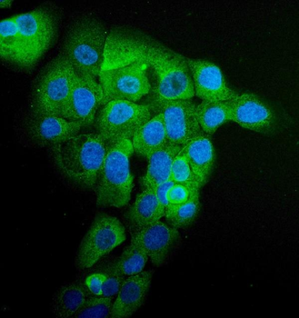 EPRS1/PARS Antibody