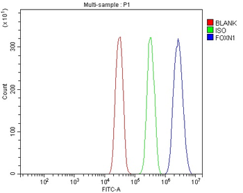 FOXN1 Antibody