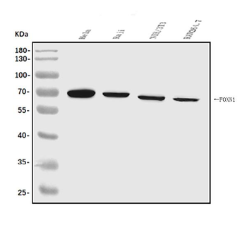 FOXN1 Antibody