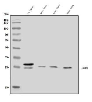 GSTA4 Rabbit Polyclonal Antibody