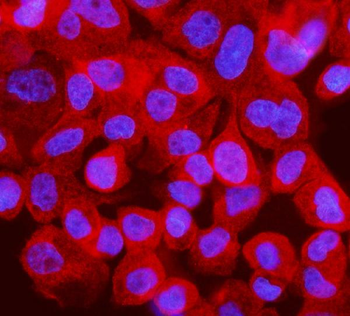 IRF3 Antibody