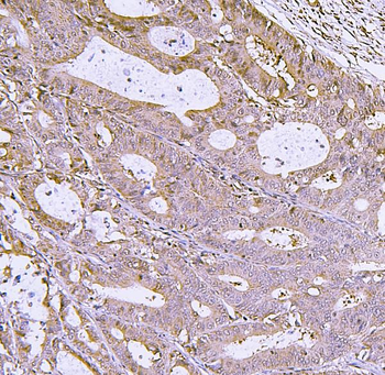 IRF3 Antibody