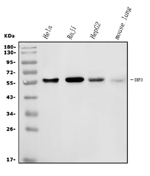 IRF3 Antibody