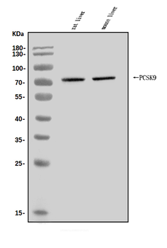 PCSK9 Antibody