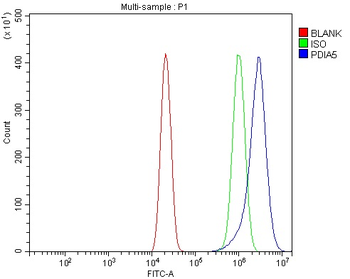PDIA5 Antibody