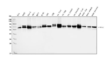 PDIA5 Antibody