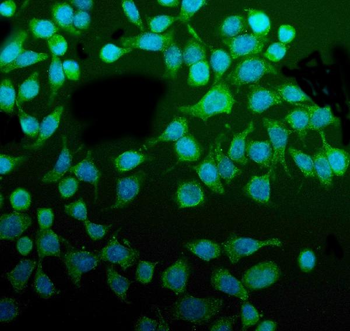 PDIA5 Antibody
