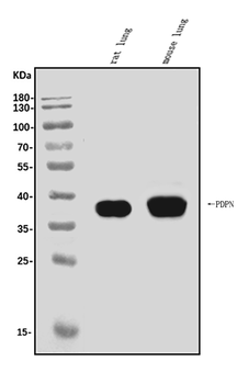 Podoplanin/gp36/Pdpn Rabbit Polyclonal Antibody