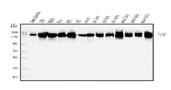 PFAS Rabbit Polyclonal Antibody