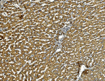 Prohibitin/PHB Antibody