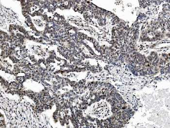 PRDM14 Antibody