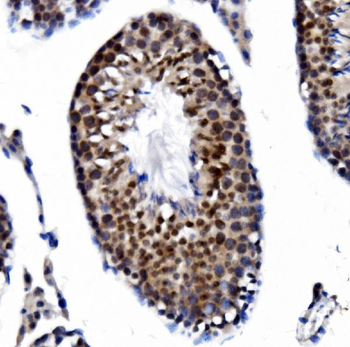 PRDM14 Antibody