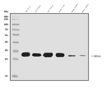 SRD5A1 Antibody