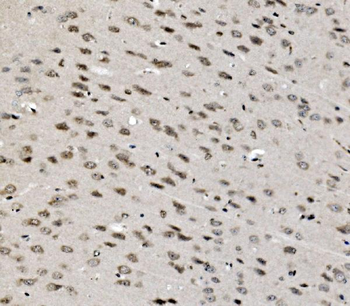TAF4 Antibody