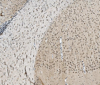 TAF4 Antibody