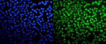 TAF4 Antibody