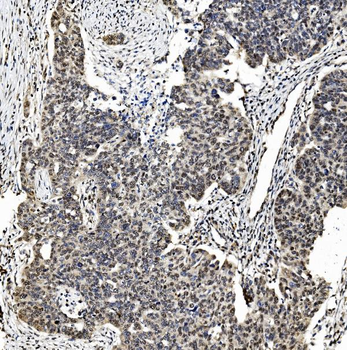 TAF4 Antibody