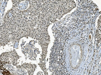 TAF4 Antibody