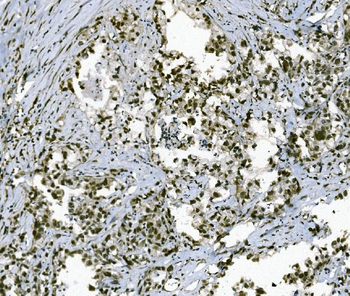 TAF4 Antibody