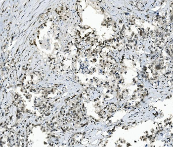 TAF4 Antibody