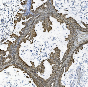 TAF4 Antibody
