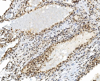 TAF4 Antibody