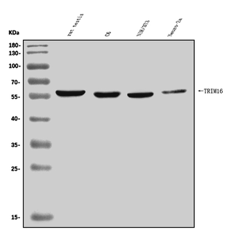 TRIM16 Rabbit Polyclonal Antibody