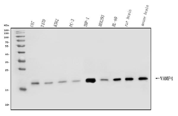 VAMP4 Rabbit Polyclonal Antibody