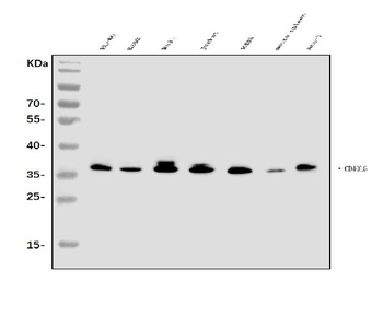 TRAP/CD40L/CD40LG Antibody