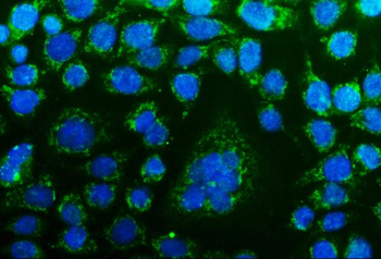 CHCHD10 Antibody