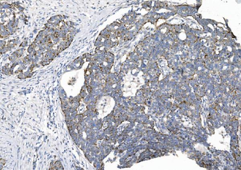 CHCHD10 Antibody