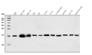 CHCHD10 Antibody
