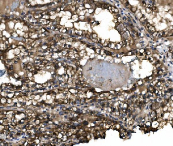 Claudin 3/CLDN3 Antibody