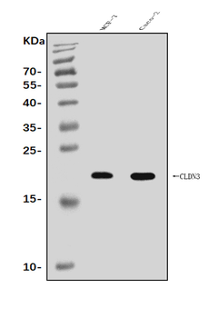Claudin 3/CLDN3 Antibody