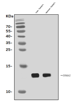 Cox6a2 Rabbit Polyclonal Antibody