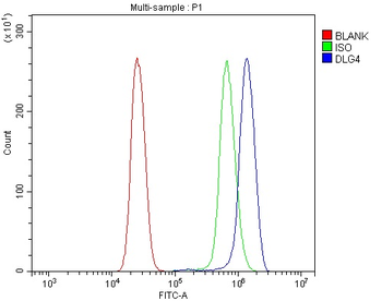 PSD95/DLG4 Rabbit Polyclonal Antibody