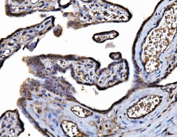 DYNLL1/PIN Antibody