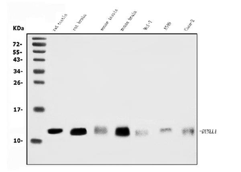 DYNLL1/PIN Antibody