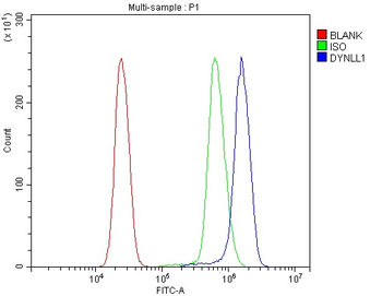 DYNLL1/PIN Antibody