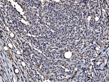 DYNLL1/PIN Antibody
