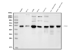 FOXA2 Rabbit Polyclonal Antibody