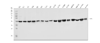 FABP-1/GOT2 Antibody